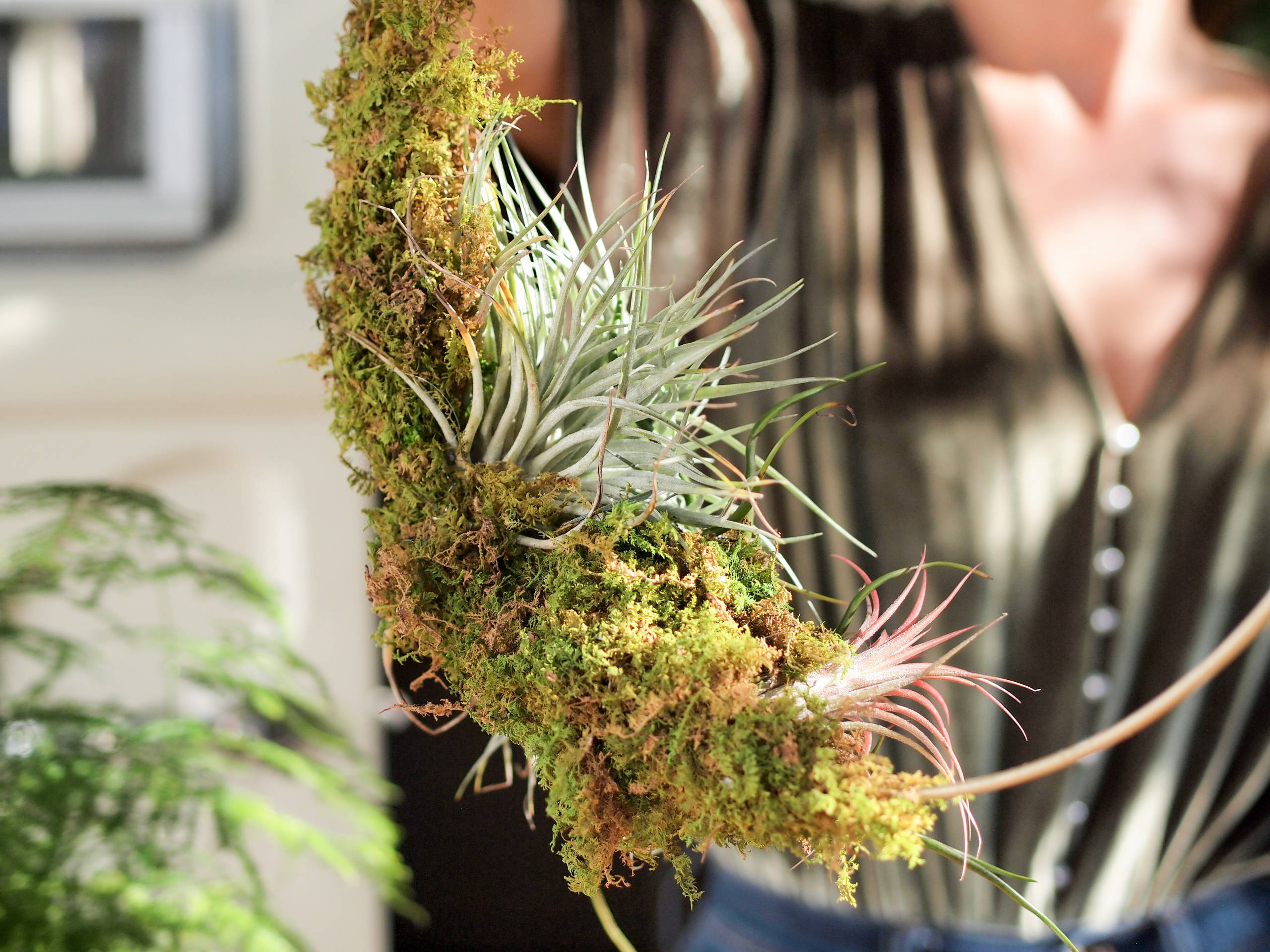 DIY: Holiday Air Plant Wreath