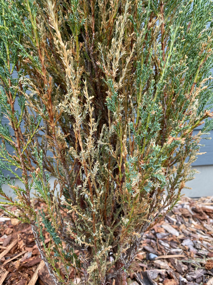 Blue Arrow Juniper Browning