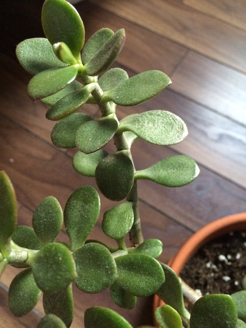 Jade Plant Falling over, mushy leaves, but no root rot.