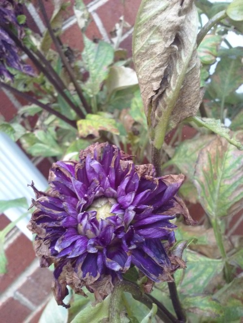 Help w/ dying Dahlia?!?