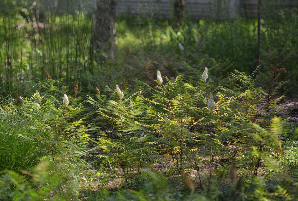 Лесная Рапсодия