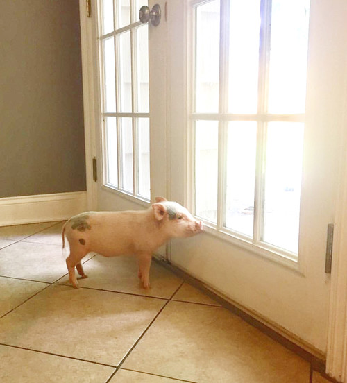 幸せを運ぶキュートなミニブタ ハンクくんの毎日 Houzz ハウズ
