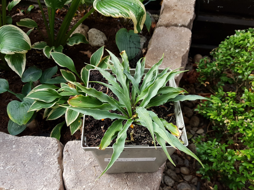 Silly string hosta anyone have it 