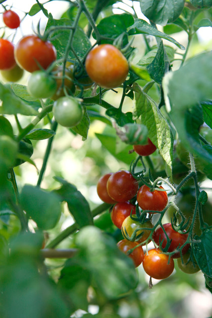 Caspian Pink Tomato Plants, Two Live Garden Plants