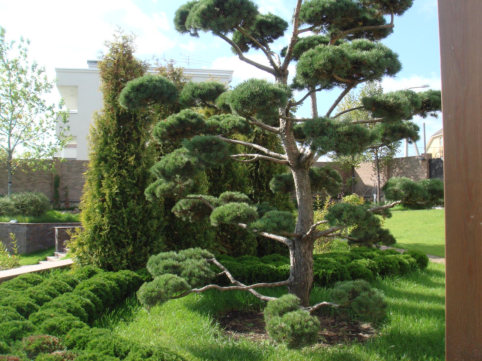 Сад "Динамика движения"