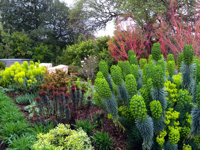 Los Altos Hills Mediterranean Garden contemporary-garden