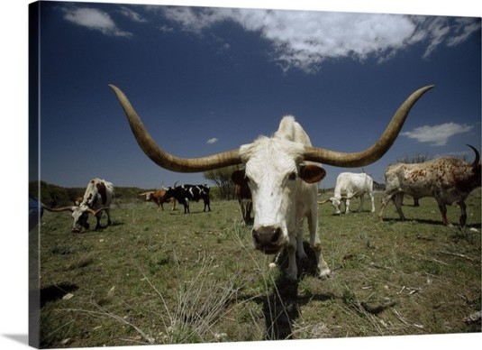 "Herd of Texas Longhorn cattle in a field" Canvas Art, 36"x24"x1.25"
