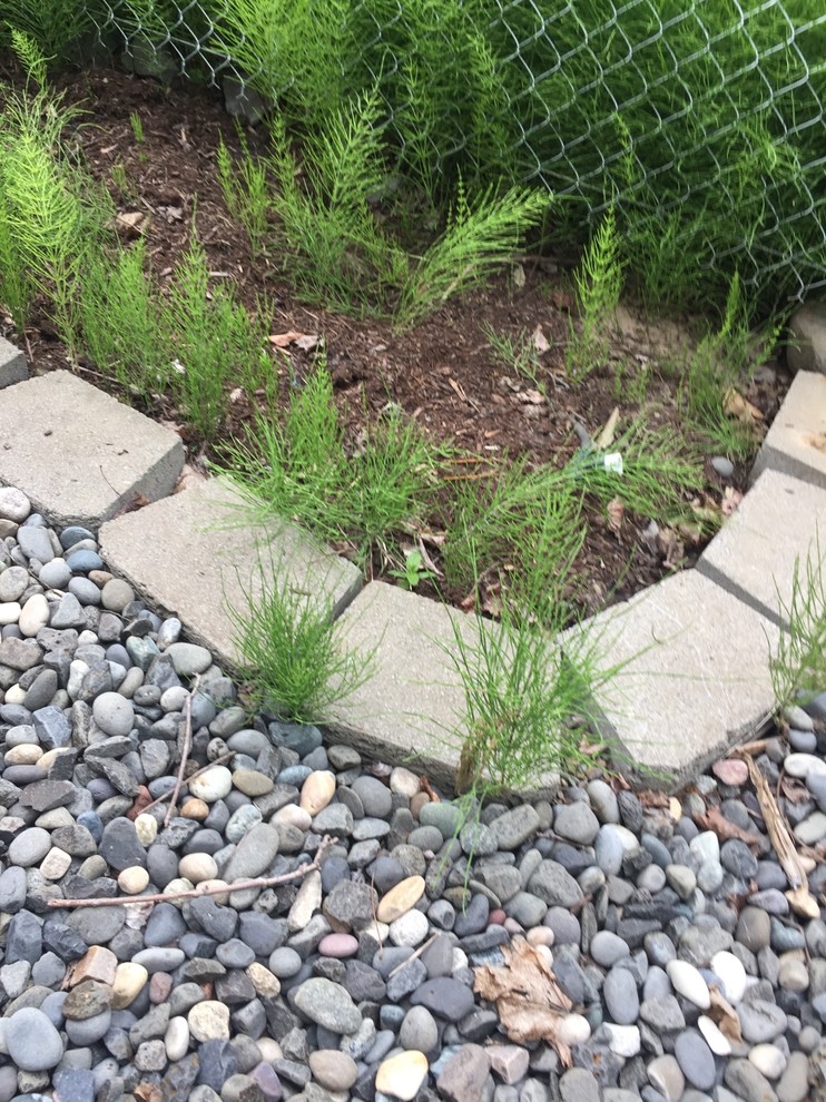 Any ideas on how to get rid of Horsetail Weed?