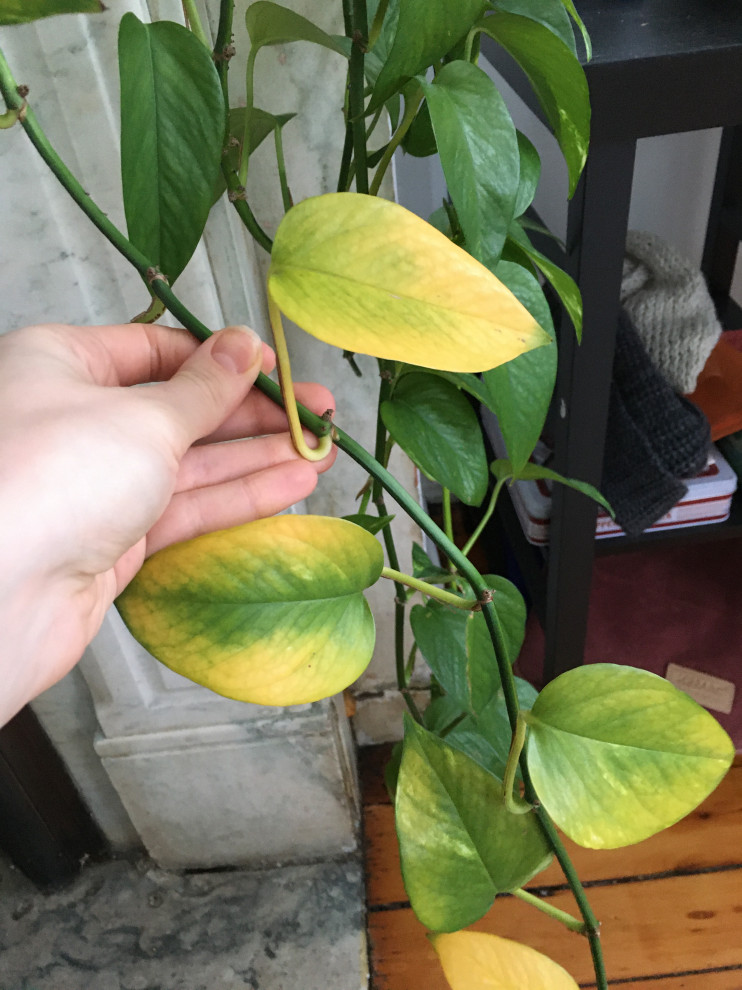 Help for yellowing Pothos! | Houzz Forum
