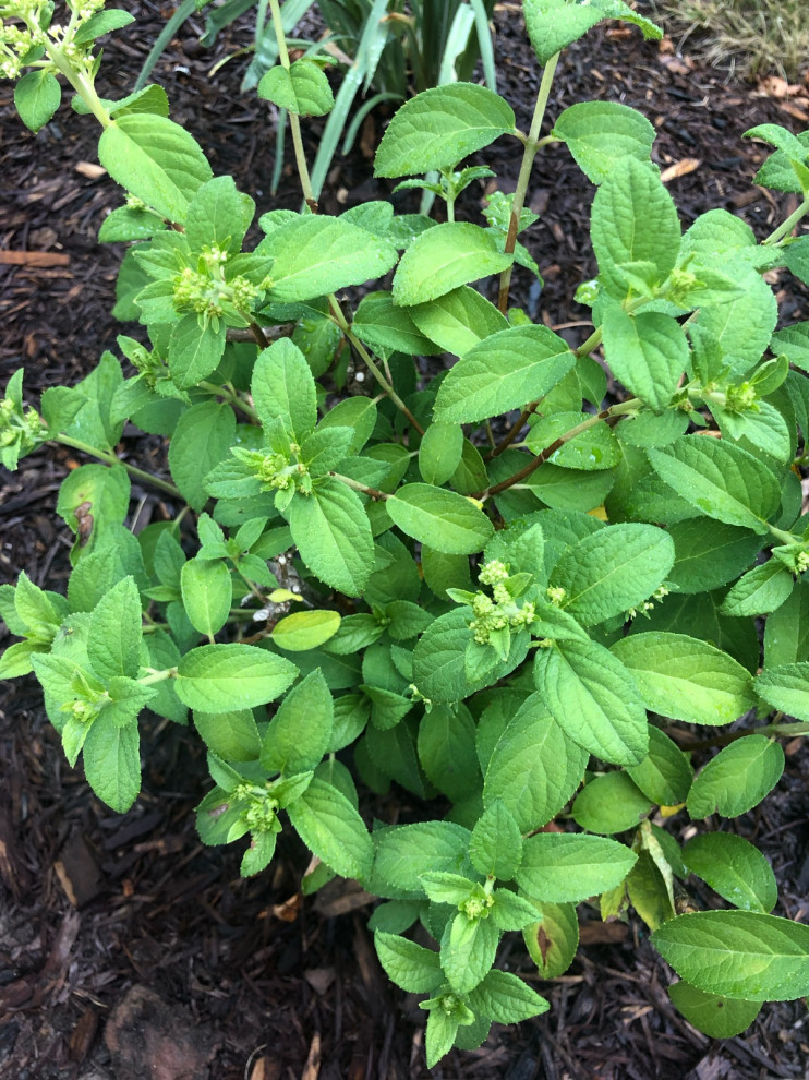 Bobo yellow and brown leaves