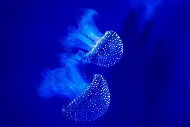 Pixtury "Magical Blue" Photo Print, Art Poster, 40x60 cm