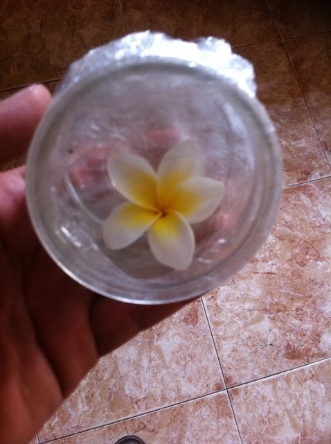 plumeria-identification