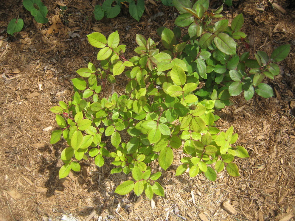 Pale Knock Out Rose Leaves