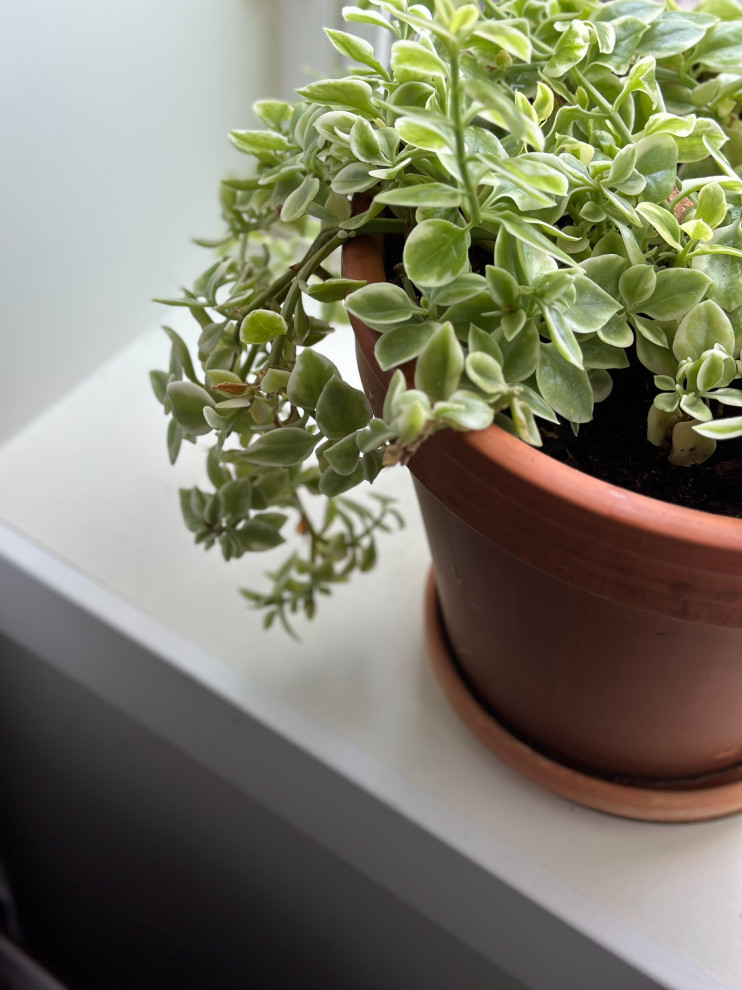 Organic Retreat | Littleton, CO | Basement Design