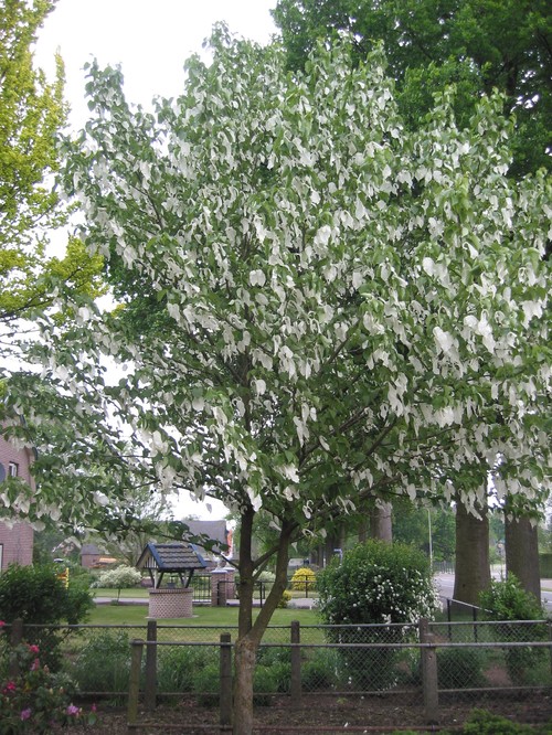 Any Experience With Dove Tree Davidia Involucrata