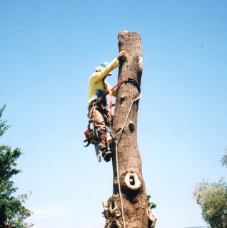TERRYS TREES ARBORIST - Project Photos & Reviews - Earlwood, NSW, AU ...