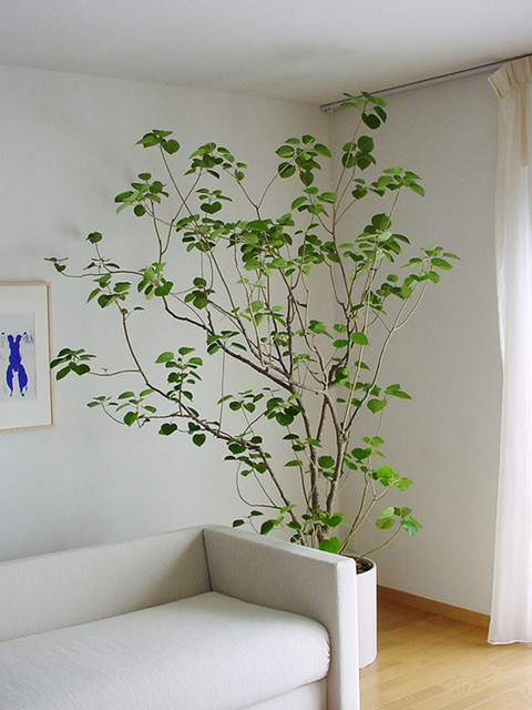 Plants.L moderne-dagligstue