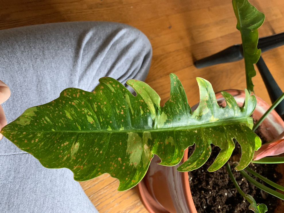 Help :( Philodendron damage, honeydew all over | Houzz Forum
