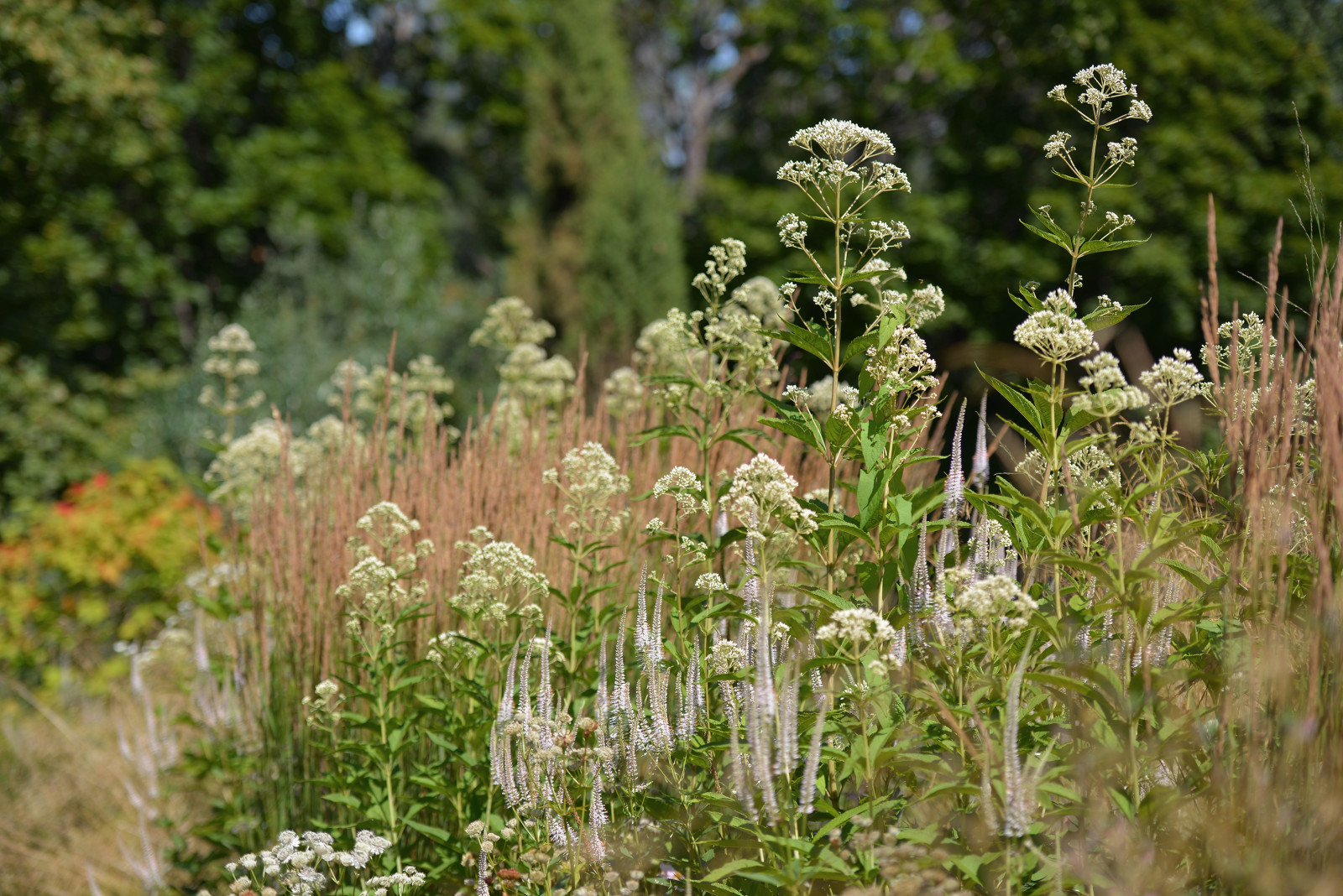 Злаковые цветники