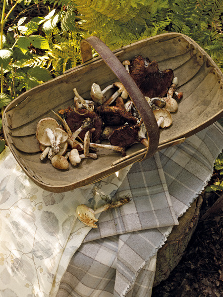 Woodland от Sanderson