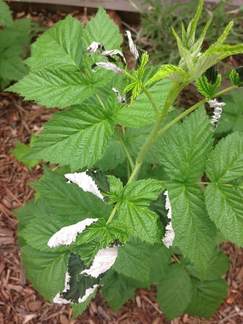 Golden Raspberry Leaves Golden Raspberry Leaves Drying Up | Houzz Forum