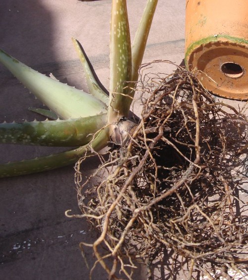 How do you root an aloe plant?