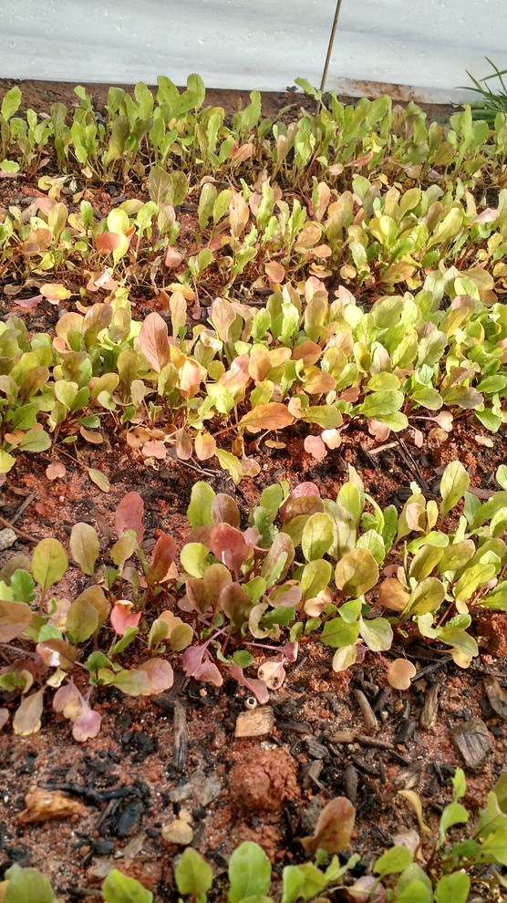 Arugula turning purple and yellow