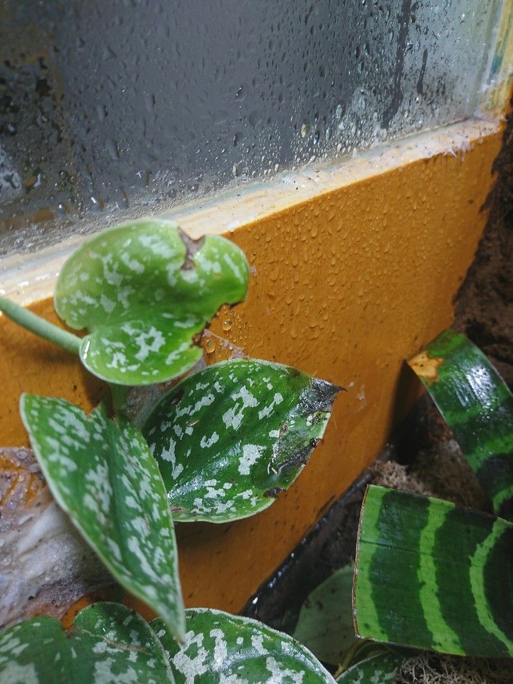 philodendron melanochrysm Buy Philodendron Melanochrysum