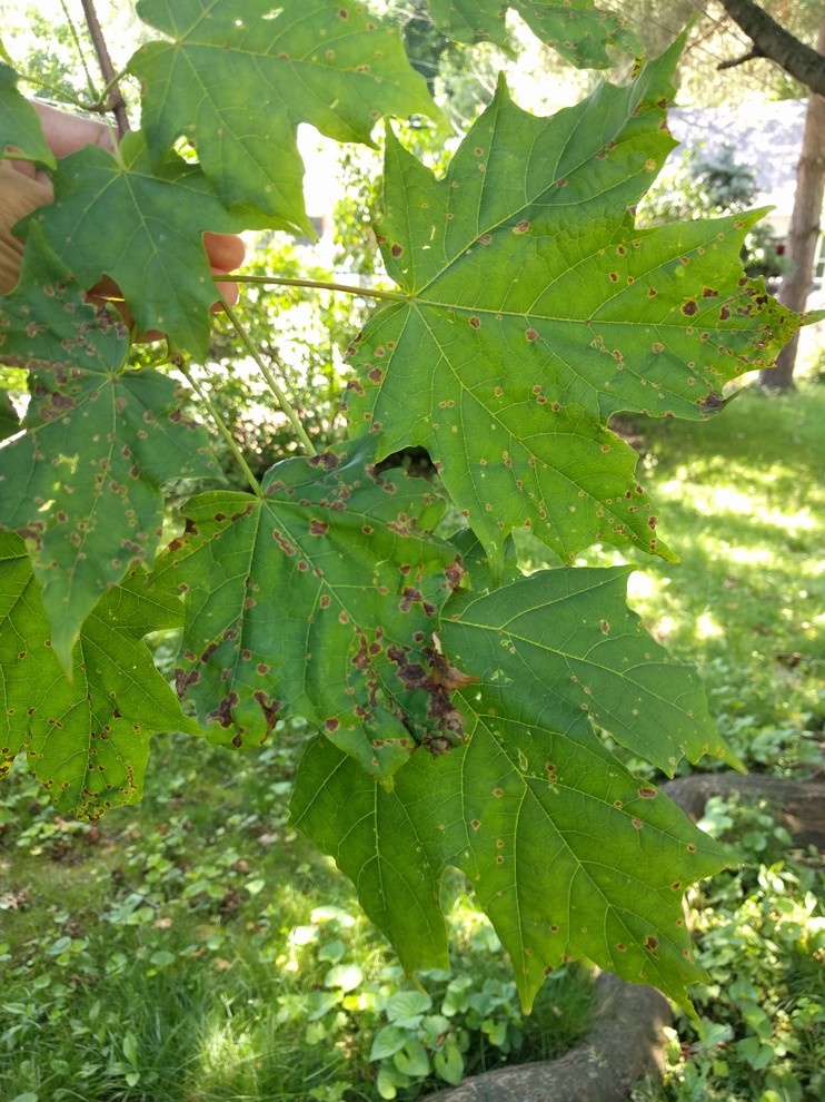 Is My Maple Tree Dying Please Help     