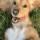 Dog Training Virginia