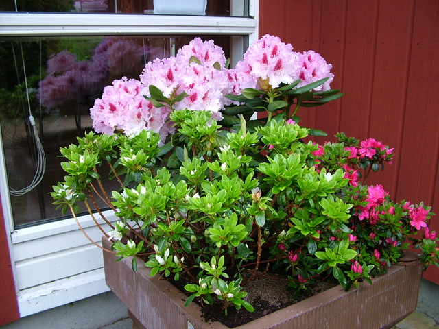 Rhododendron .. Planter til Surbundsbedet ! Sammenplantning af  Le Progrs  ` og - Skandinavisk - Have - Kbenhavn - af Kjrshaveservice. | Houzz