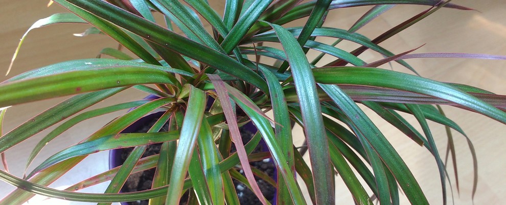 staghorn farn Giant Staghorn Fern (Platycerium grande) – Logee's Plants main image 1
