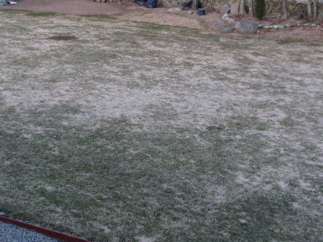 Lawn Dead After Winter