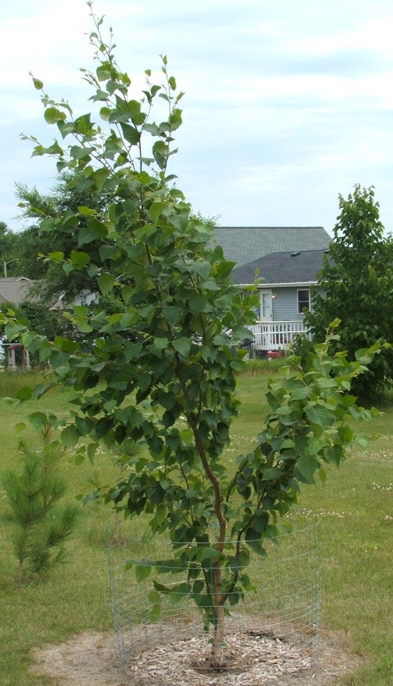 Added Tree Need Tree ID please.