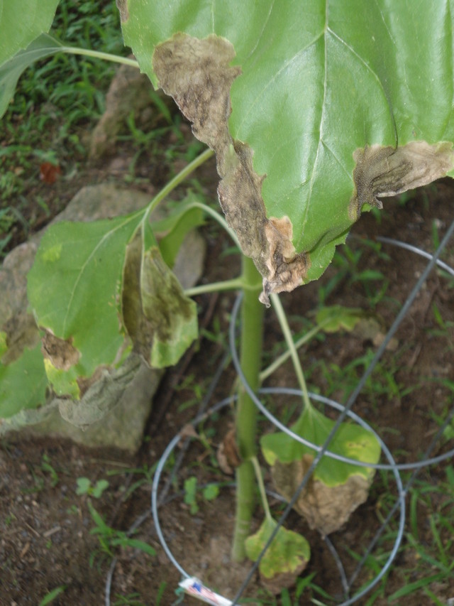 Leaf edges turning brown?