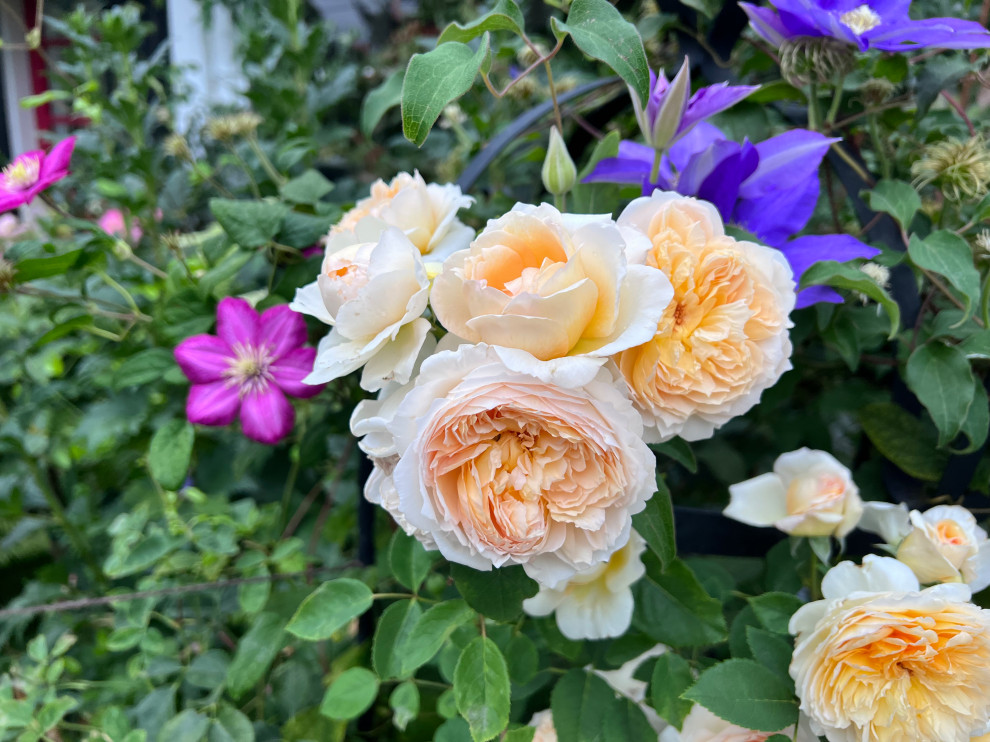 In praise of Bathsheba | Houzz Forum
