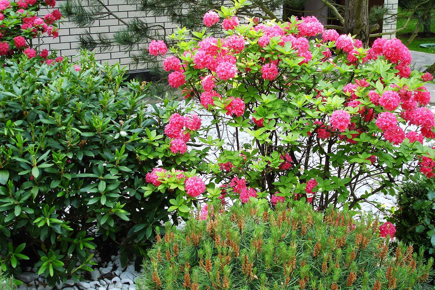 Сад с водоемом в КП " Сосновый Бор"