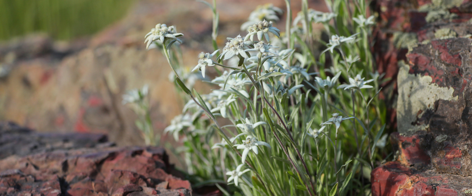 Малахитовая шкатулка, выставочный сад