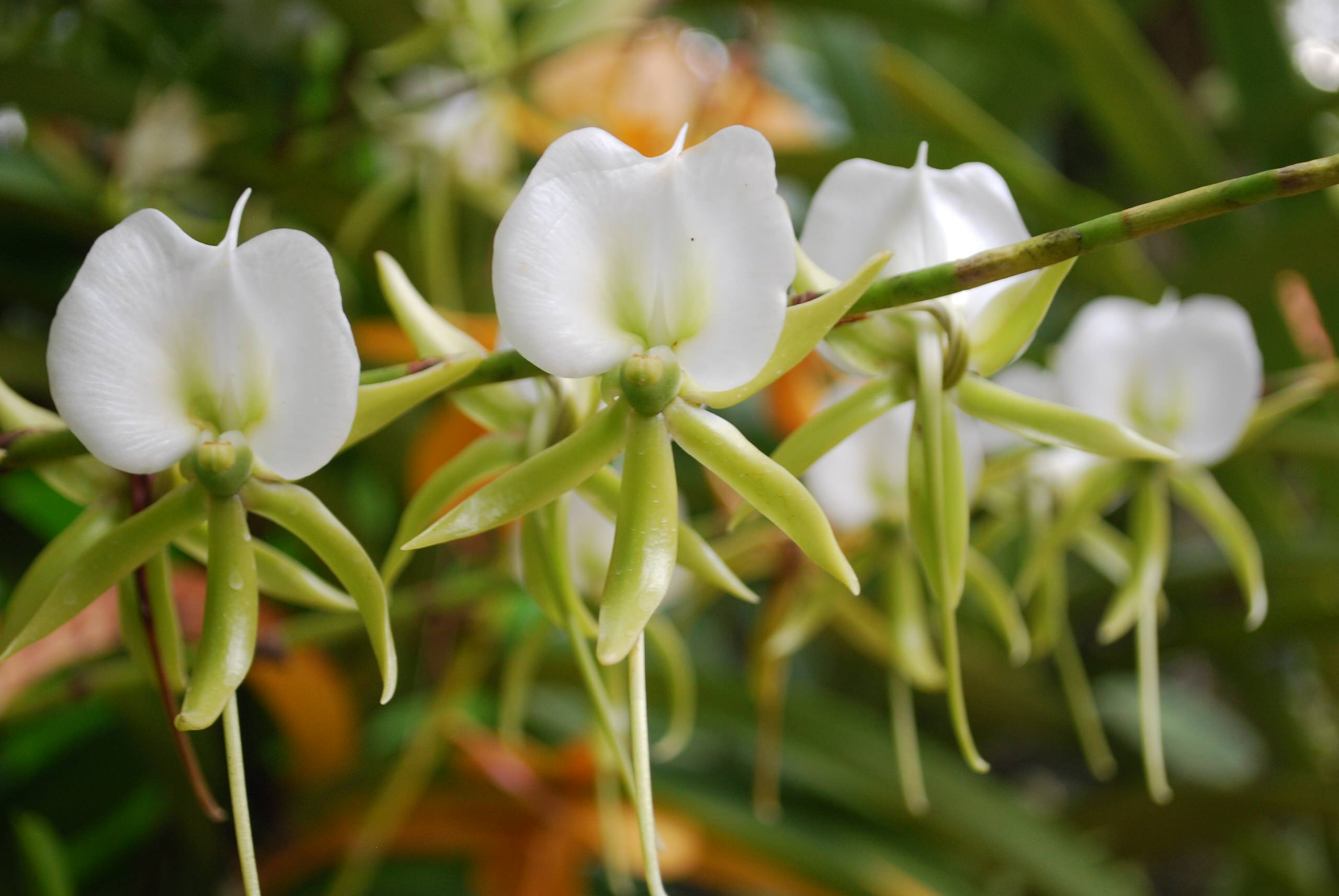 Angraecum  orchids