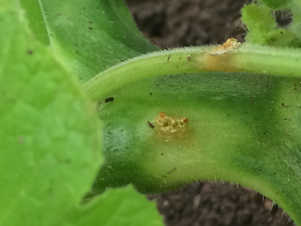 Squash vine borer attack?