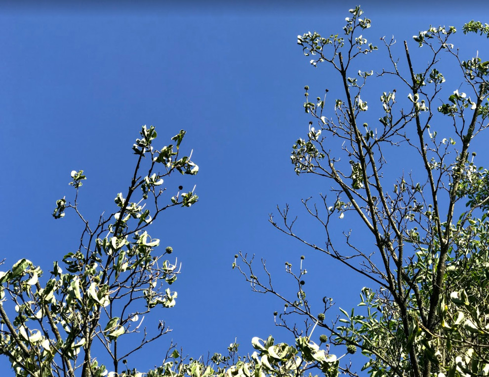 Need help Reviving a Dying Dogwood