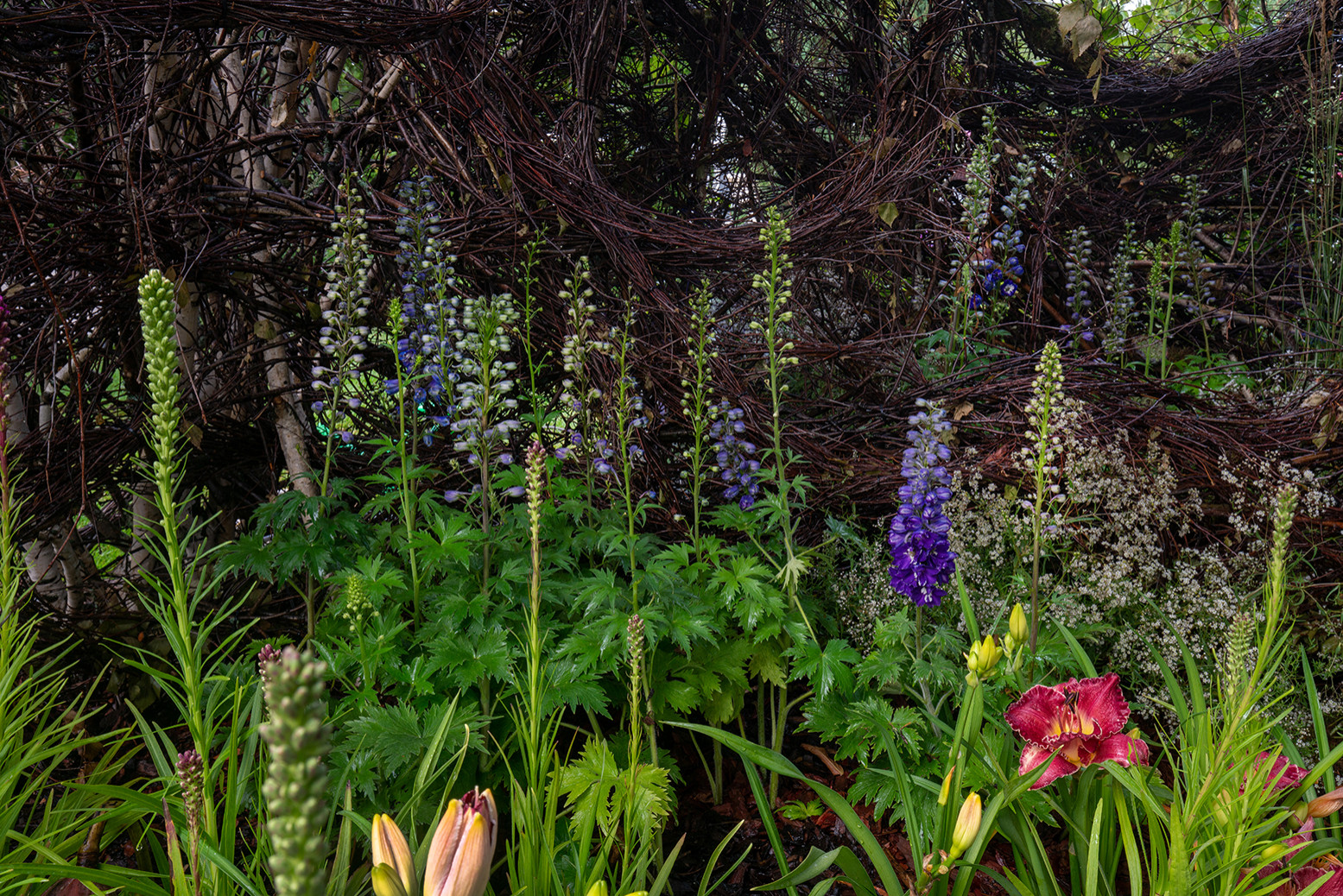 Фотосъемка Сада   по  Метрелинку на MFS 2019 Авторы М,Береснева М. ПРИНТЦ