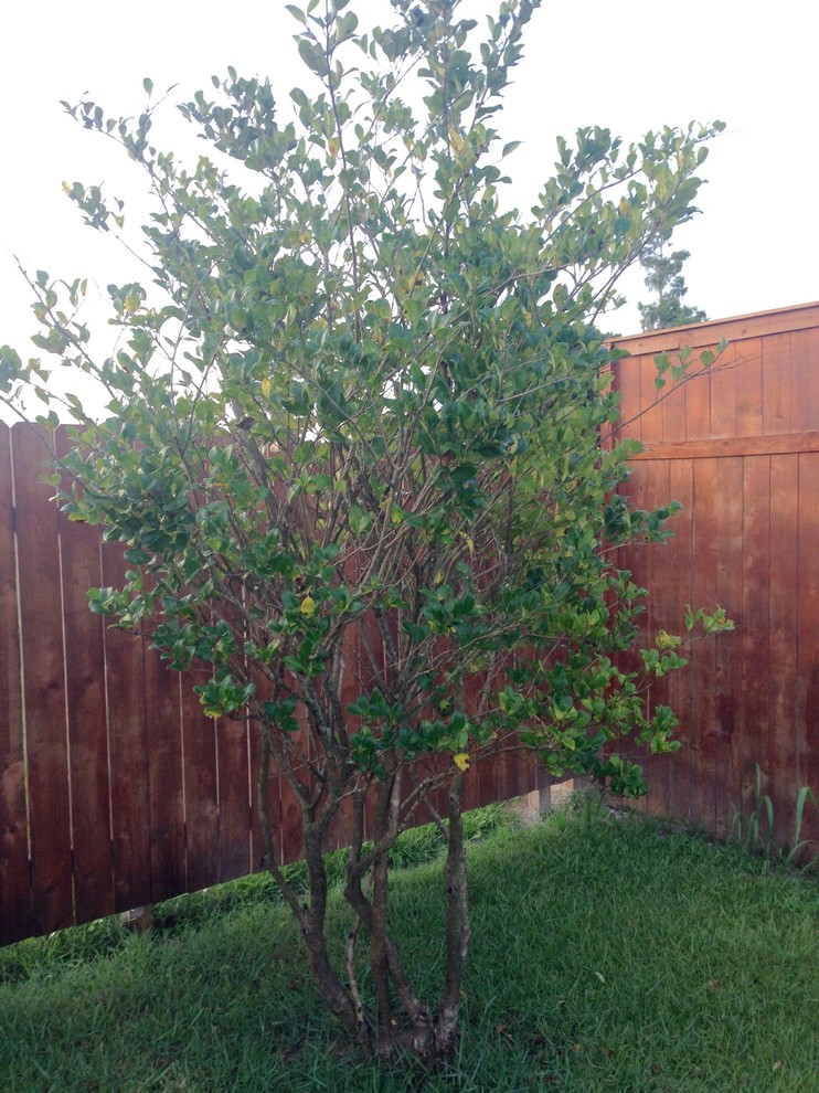 Ligustrum trees dying! Need help!