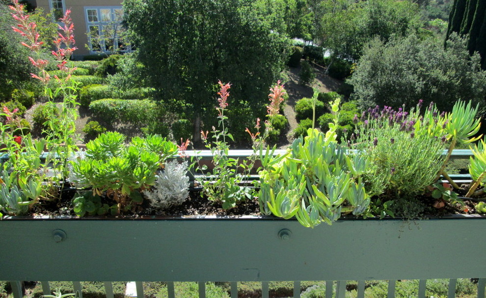 Design ideas for a small mediterranean full sun xeriscape for spring in San Francisco with a container garden.