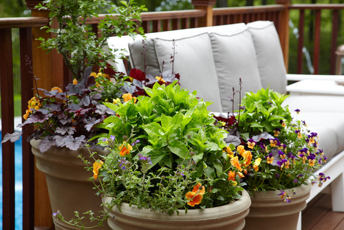9 Ways to Refresh Your Suммer Container Gardens for Fall
