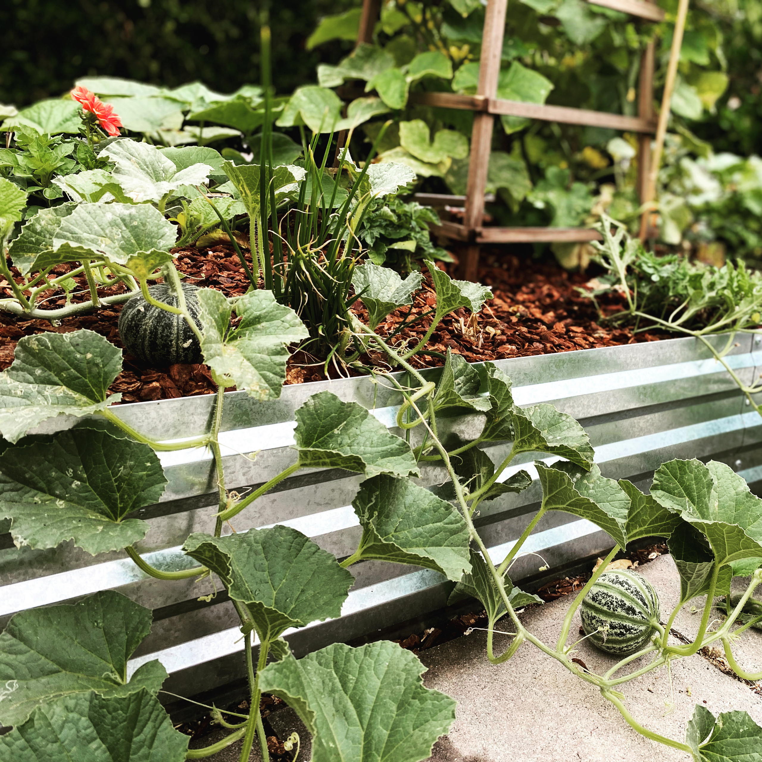 Rustic Kitchen Garden