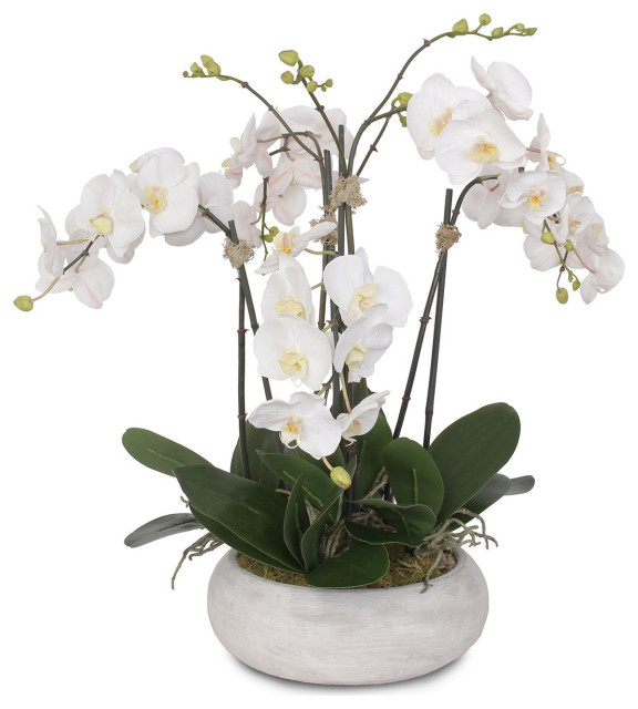 Two Tone Phalaenopsis Orchid, Reindeer Moss, Bamboo Pole in Stone Round ...