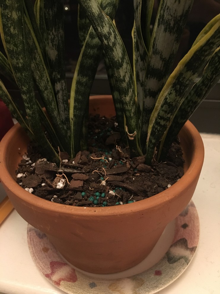 Snake plant Roots above soil?