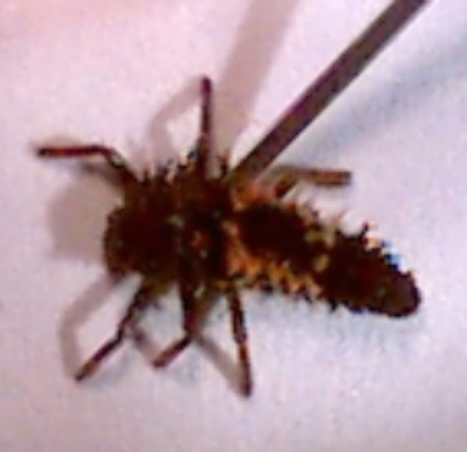 Have you seen this bug before?