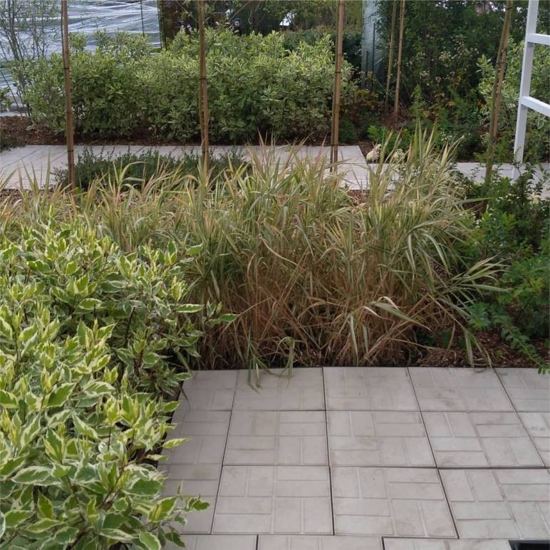 Экспозиция сада "Живая геометрия"